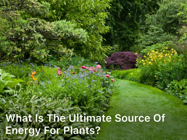 What is the Ultimate Source of Energy for Plants