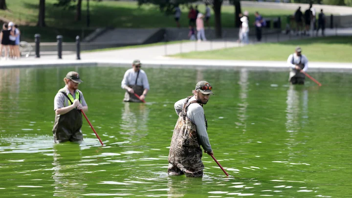 Park Service continues to battle algae in renovated Reflecting Pool