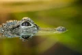 Woman killed by alligator in Florida river, officials say