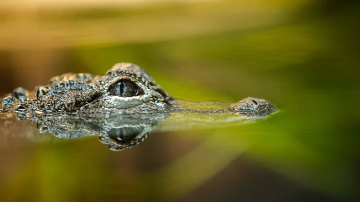 Woman killed by alligator in Florida river, officials say