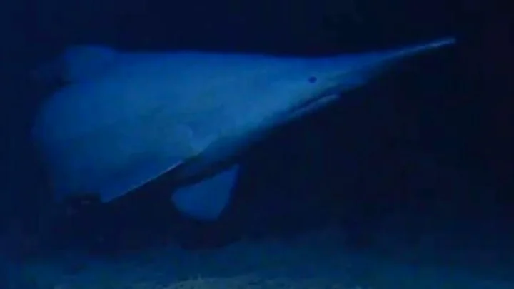 Rare goblin shark filmed in the wild for the 1st time, study says