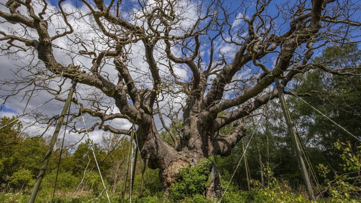 major-oak-ben-andrew_1781840087995_hpMain_16x9